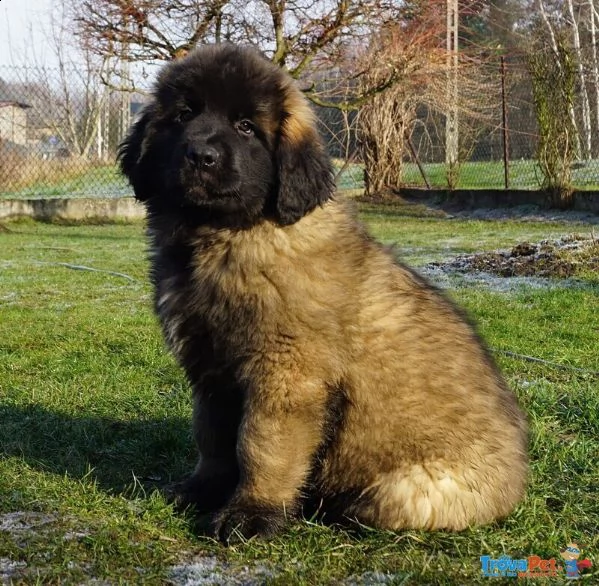 ultimi cuccioli leonberger disponibili