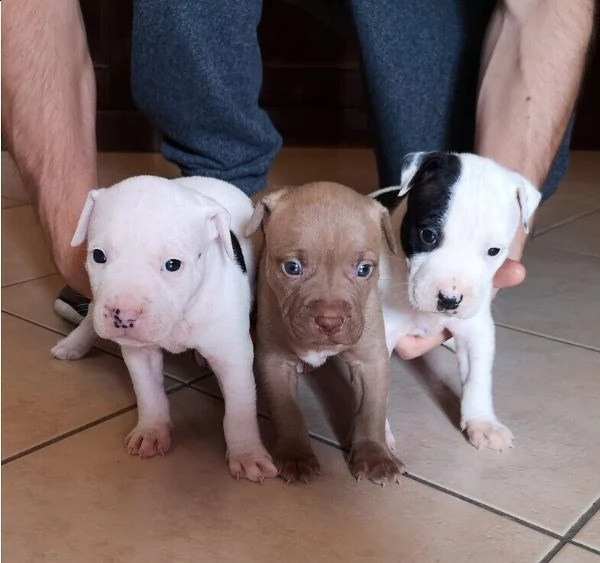 cuccioli pitbull | Foto 0