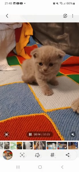 Scottish fold femmina 2,5 mesi  | Foto 1