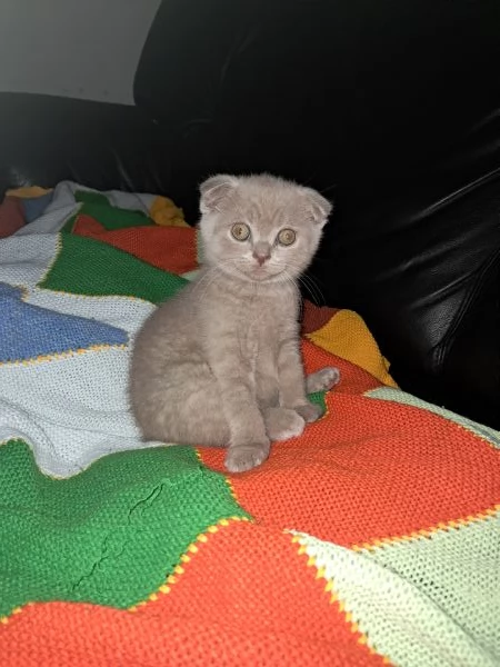 Scottish fold femmina 2,5 mesi 