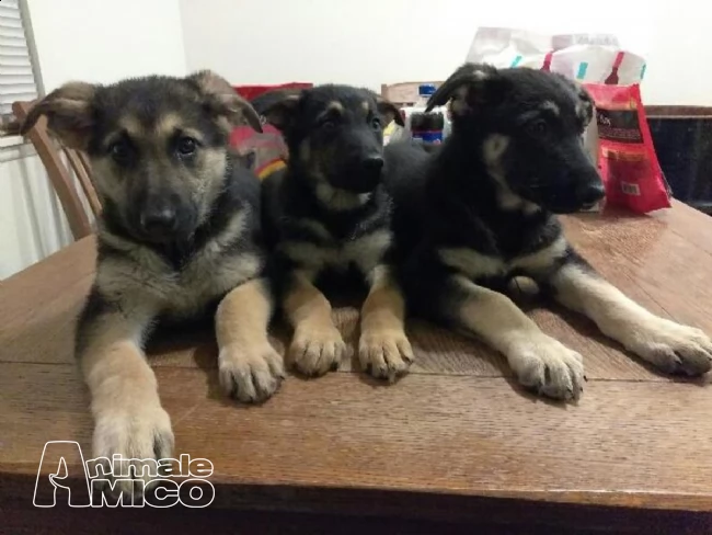 cuccioli di pastore tedesco | Foto 0