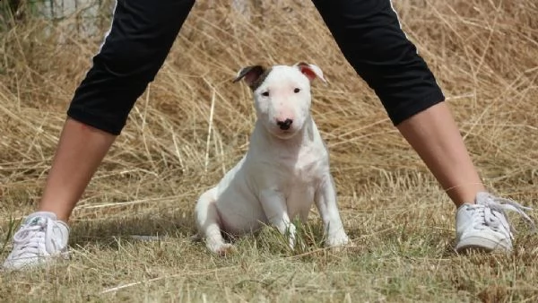  bull terrier di alta genealogia | Foto 2