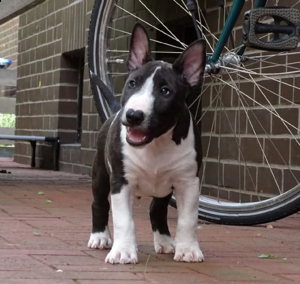  bull terrier di alta genealogia | Foto 1