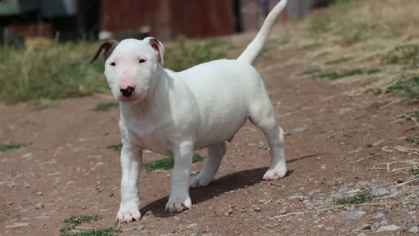  bull terrier di alta genealogia | Foto 0