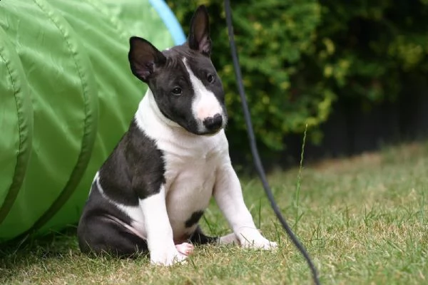  bull terrier di alta genealogia