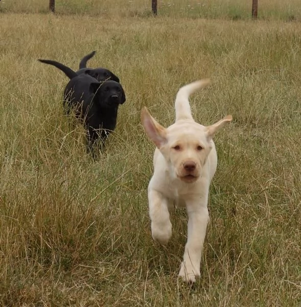  labradore retriever cuccioli con pedigrée | Foto 1