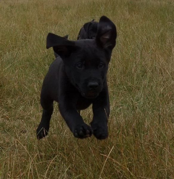  labradore retriever cuccioli con pedigrée | Foto 0