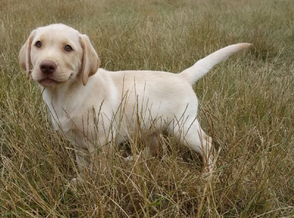  labradore retriever cuccioli con pedigrée