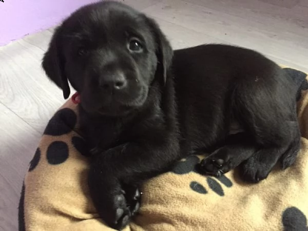 cuccioli di labrador | Foto 3