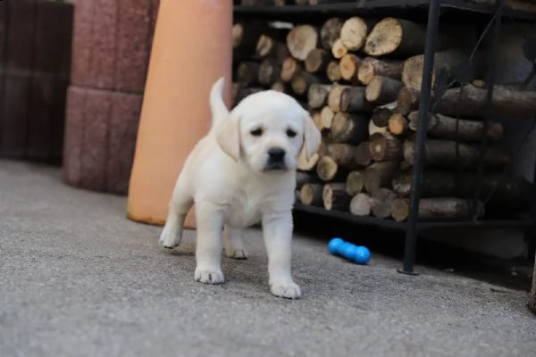 cuccioli di labrador | Foto 1