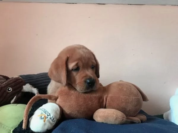 cuccioli di labrador | Foto 0