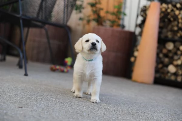 cuccioli di labrador