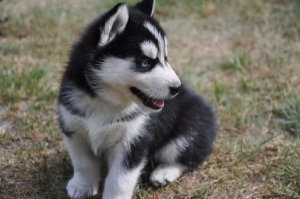 cuccioli di siberian husky= | Foto 1