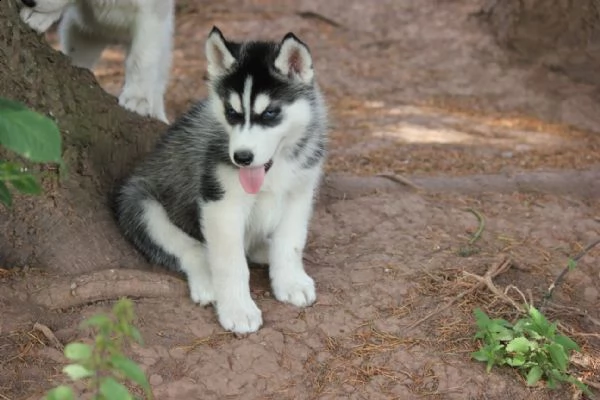 cuccioli di siberian husky=