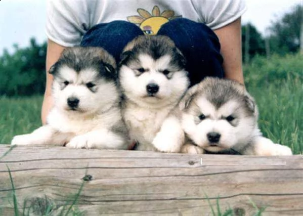 alaskan malamutes cuccioli