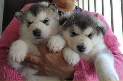 alaskan malamutes cuccioli | Foto 0