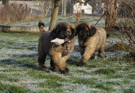 ultimi kuccioli leonberger disponibili | Foto 0