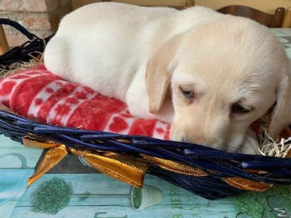 cuccioli di razza labrador retriver con garanzia  | Foto 1