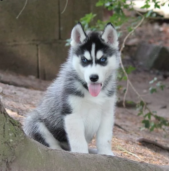 fantastici husky ( cuccioli di siberian husky 2 mesi) 