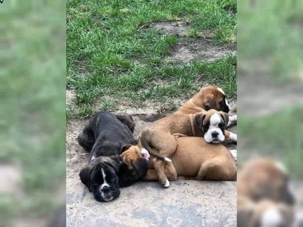 eccezionali cuccioli di boxer per l'adozione 