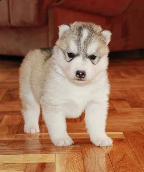 siberian husky cuccioli con pedigree | Foto 1