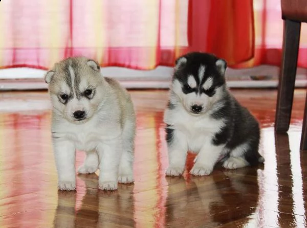 siberian husky cuccioli con pedigree