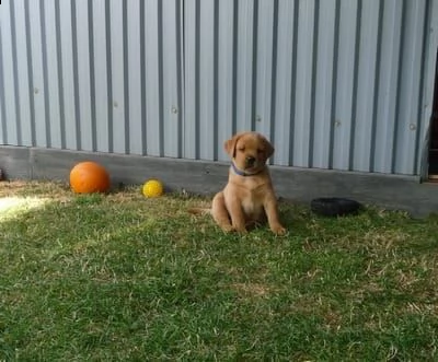 (3) labrador chocolate miele e neri ! | Foto 2