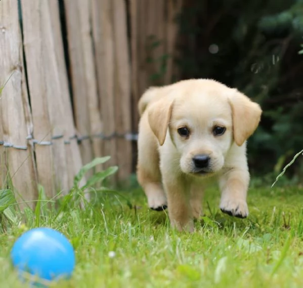 (3) labrador chocolate miele e neri ! | Foto 1