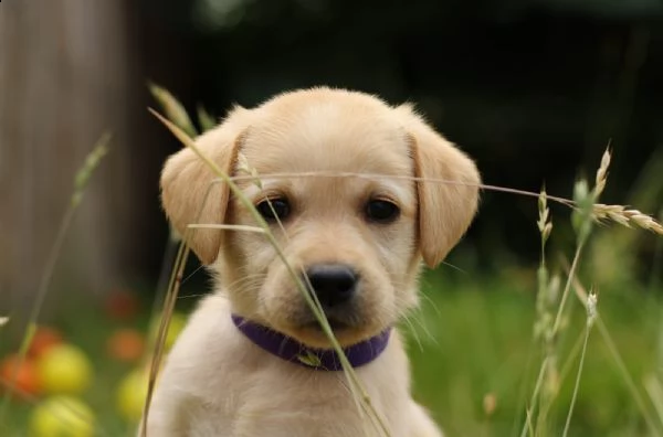 (3) labrador chocolate miele e neri ! | Foto 0