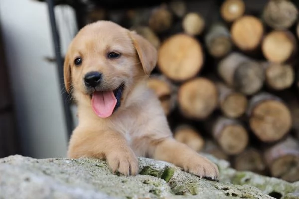 (3) labrador chocolate miele e neri !