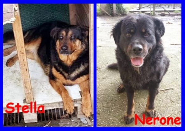 stella e nerone poveri randagi buonissimi e inseparabili | Foto 1