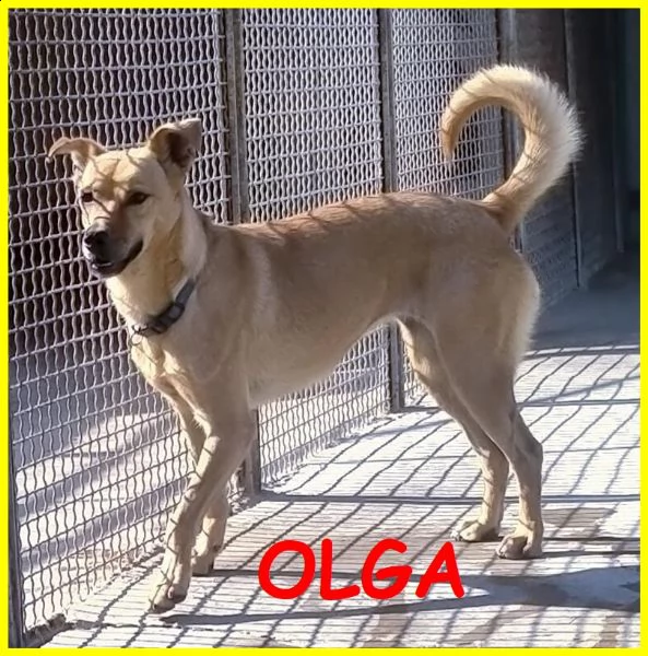 olga simil pinscher 5 anni adozione consapevole