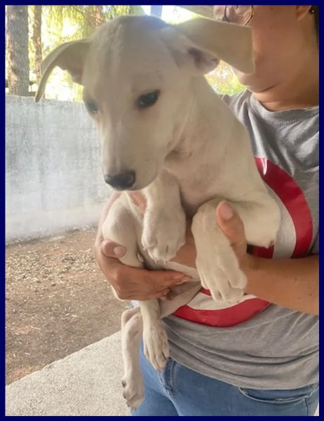 ibisco cucciolotto simil labradorino 5 mesi in gabbia con i fratelli | Foto 2