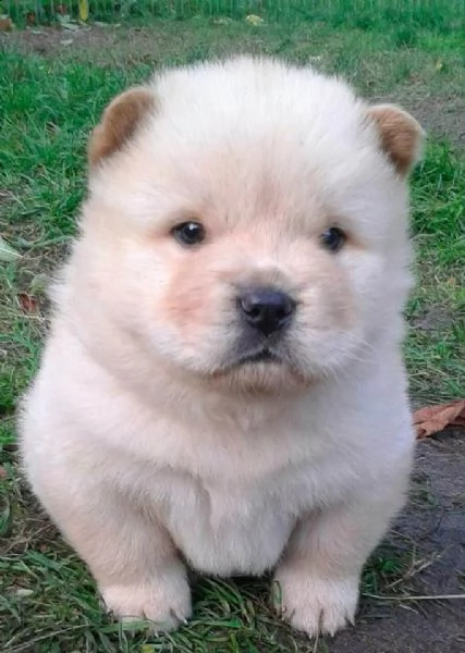 cucciolo chow chow | Foto 0