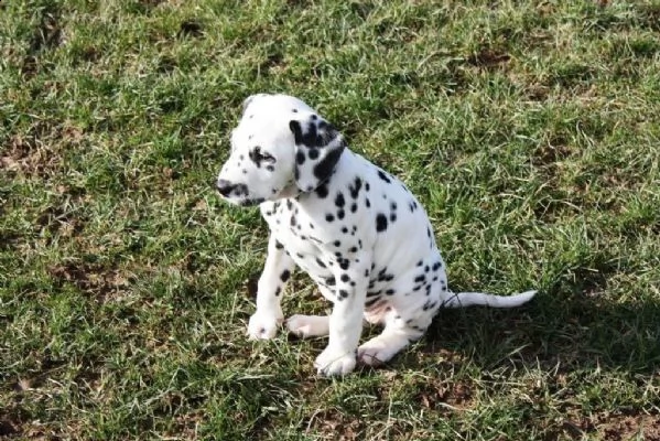 prestigiosi cuccioli dalmata di alta genealogia | Foto 1