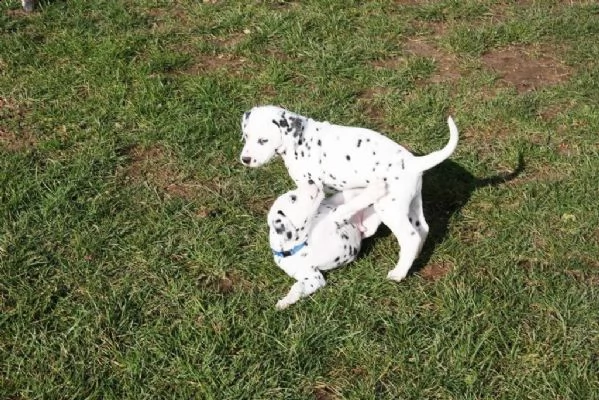 prestigiosi cuccioli dalmata di alta genealogia | Foto 0