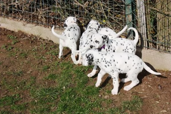 prestigiosi cuccioli dalmata di alta genealogia