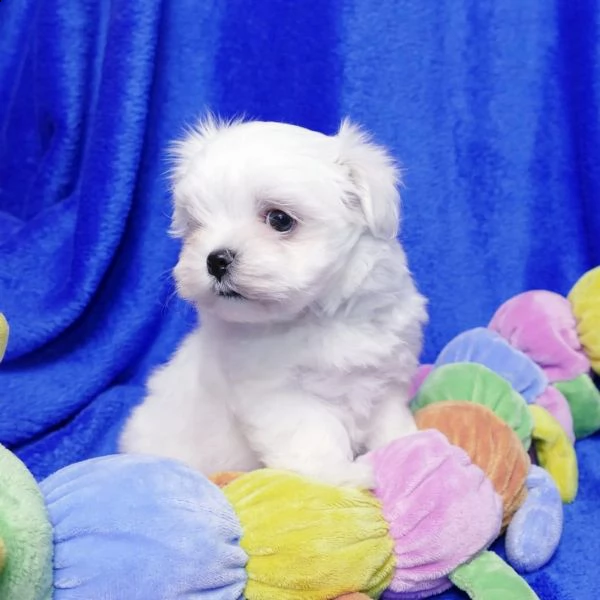 bellissimi cuccioli maltesi in adozione | Foto 0