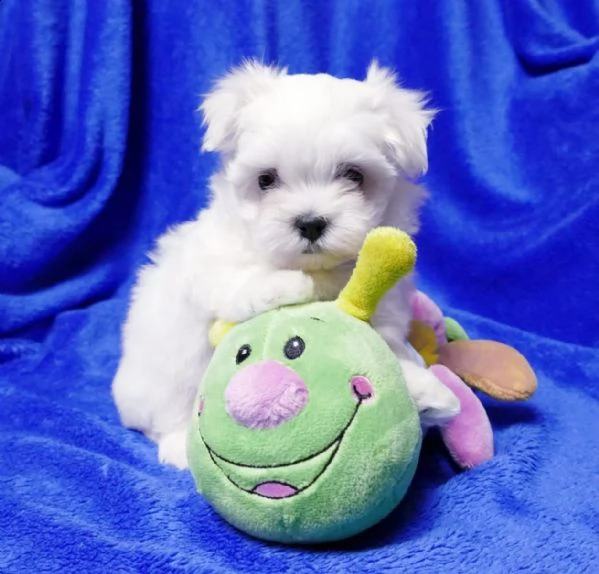 bellissimi cuccioli maltesi in adozione