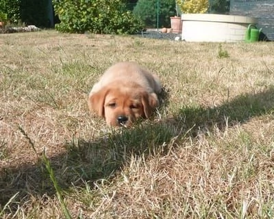 labradore retriever cuccioli con pedigrée