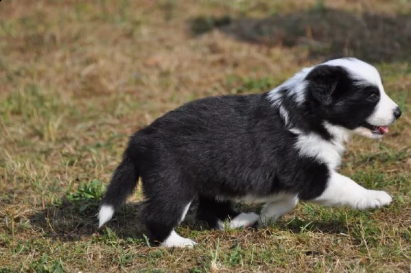 border collie con pedigrée splendidi cuccioli | Foto 3