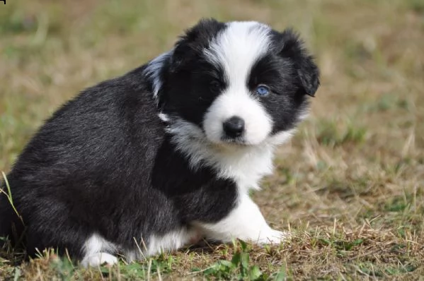 border collie con pedigrée splendidi cuccioli | Foto 2