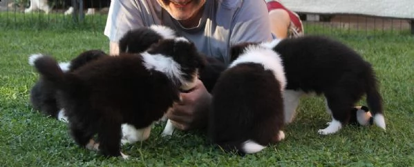 border collie con pedigrée splendidi cuccioli