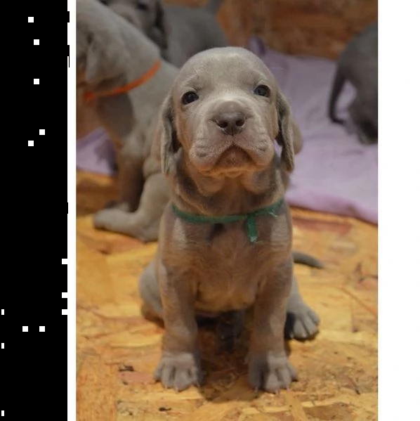 ultimi bellissimi cuccioli di weimaraner