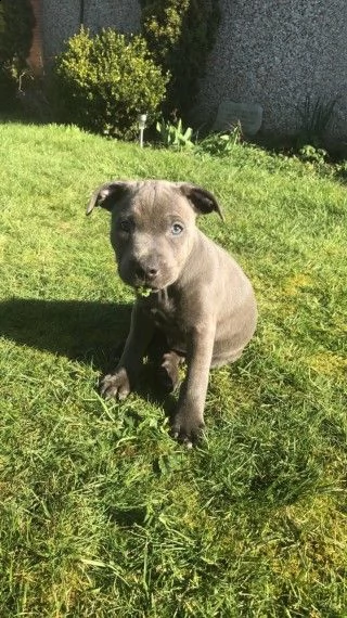 cuccioli american amstaff blue