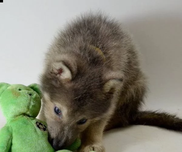 cane lupo cecoslovacco di 3 mesi