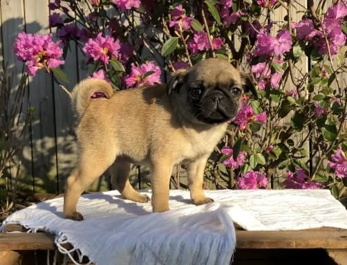  adorabili cuccioli di carlino ora pronti per partire  | Foto 0