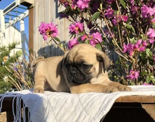  adorabili cuccioli di carlino ora pronti per partire 