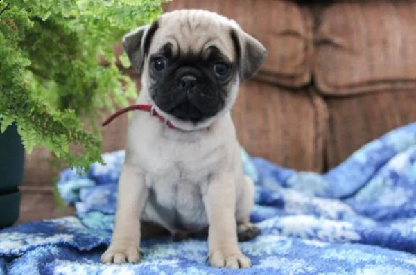 disponibili stupendi cuccioli carlino