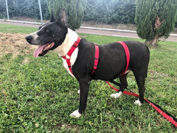 Jade mix bull terrier | Foto 3